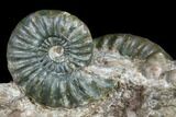 Great Lower Jurassic Ammonite (Asteroceras) Display - England #175104-4